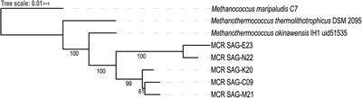 Genomic Variation Influences Methanothermococcus Fitness in Marine Hydrothermal Systems